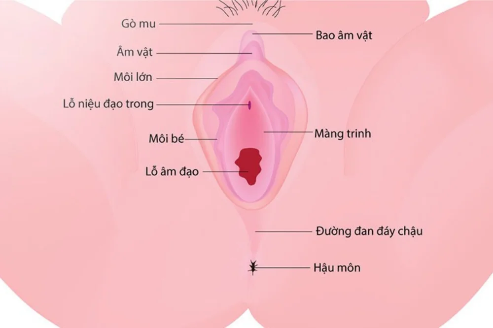 medpadiag-dau-hieu-mat-trinh